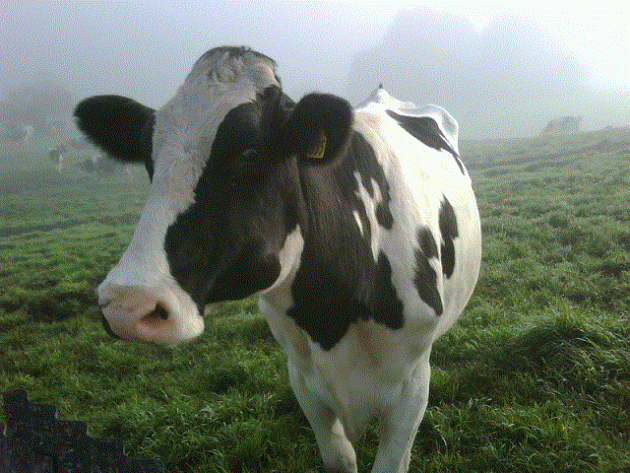 cow