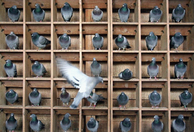 pigeon hole